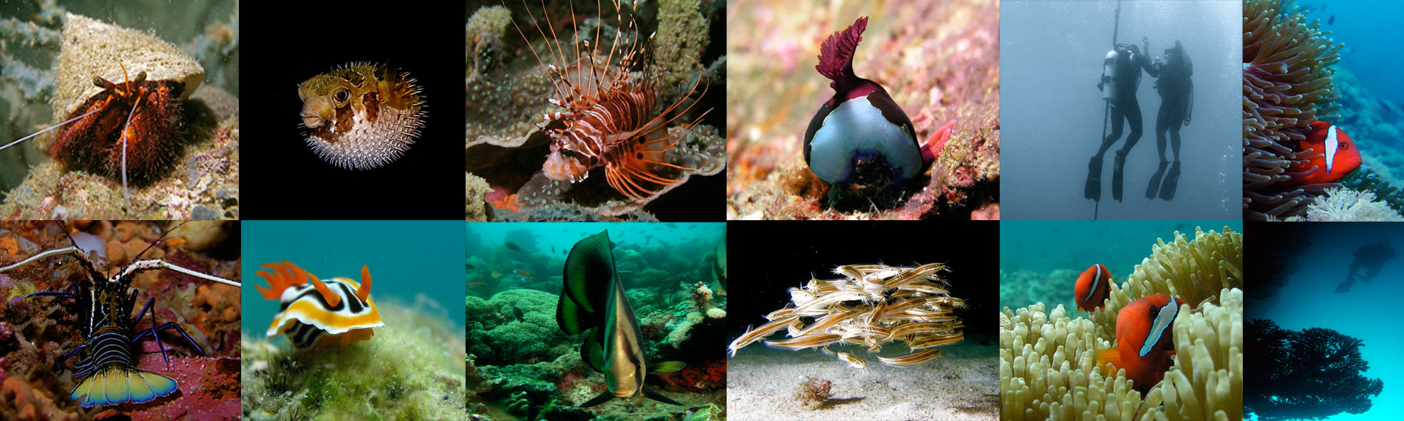 Puerto Galera Diving